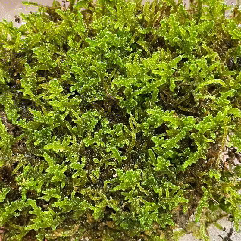 ハイゴケ　25枚　こけ ハイゴケ 約1平米セット(庭園用) | 苔の販売専門店モスファーム