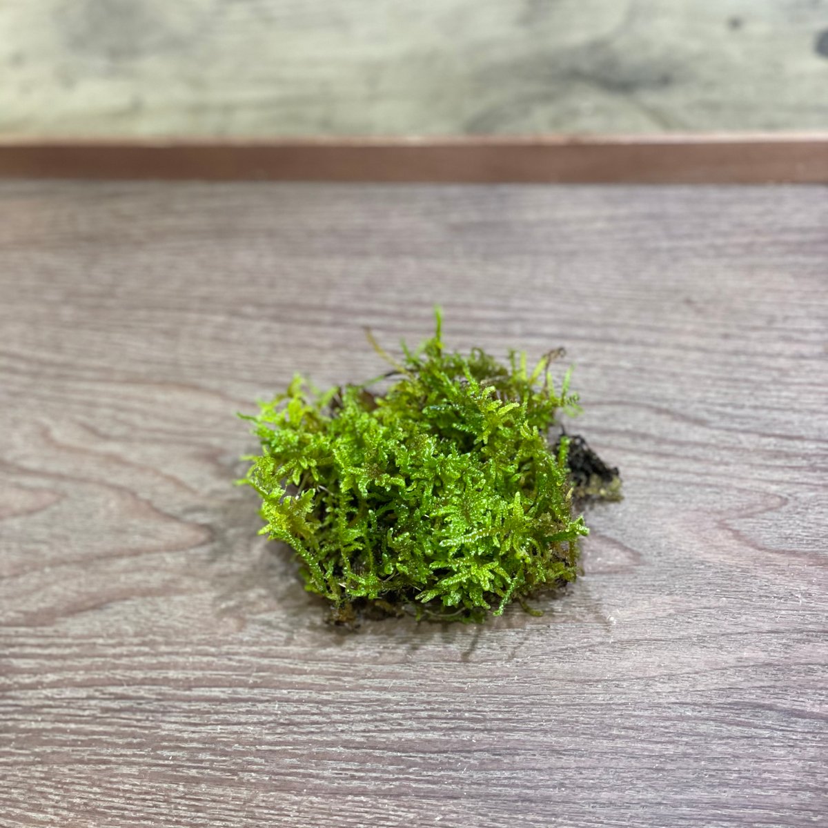 ハイゴケ　25枚 ハイゴケ | moss-connect