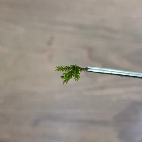 コバノチョウチンゴケ