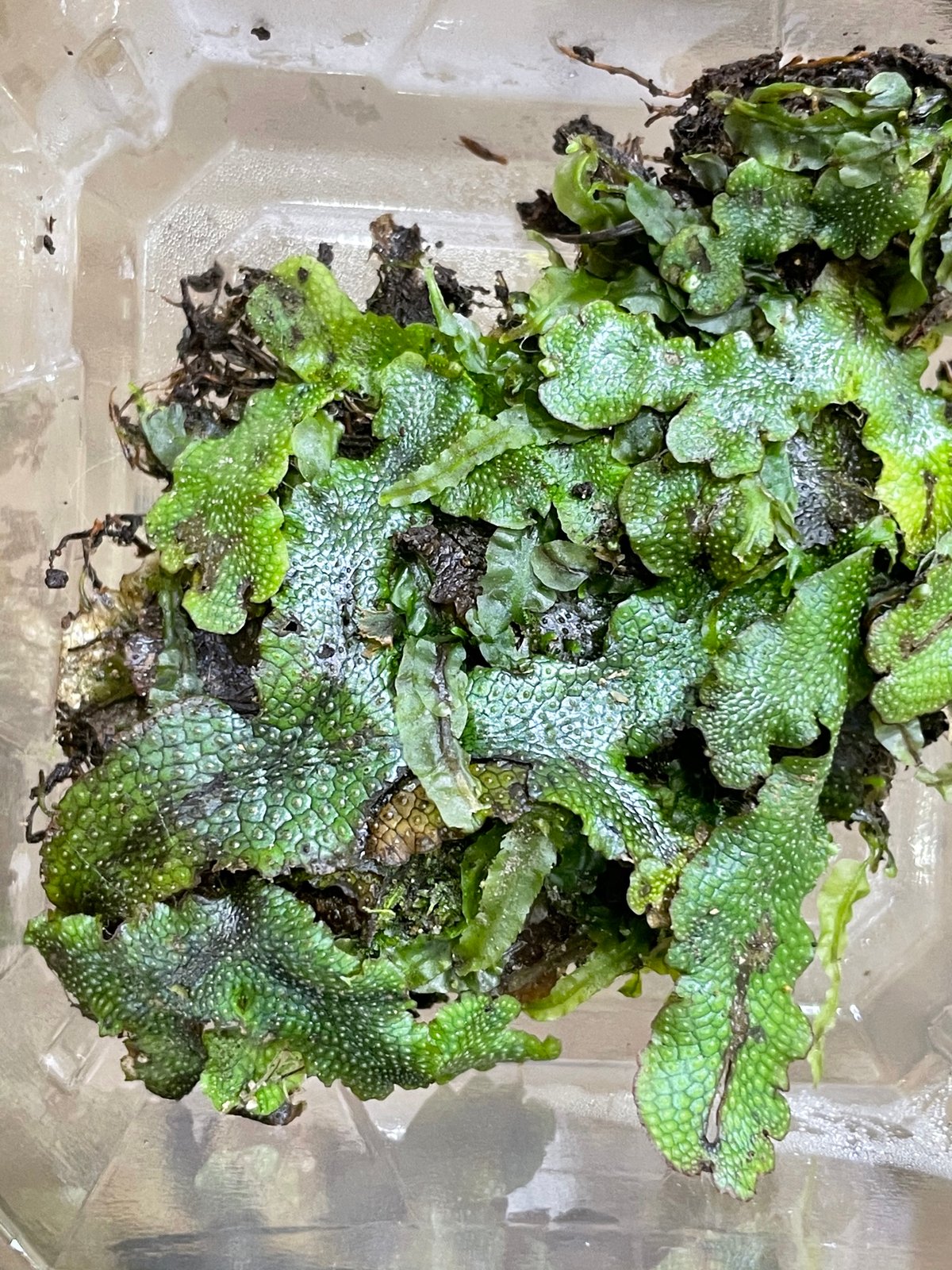 ジャゴケ(蛇苔)  　リクエスト用ページ　イモリウム　アクアリウム　観賞用天然苔 ジャゴケ(蛇苔) リクエスト用ページ イモリウム アクアリウム