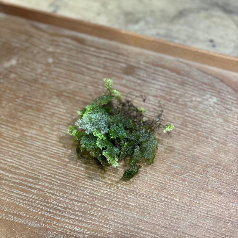 こけむすび こけむすび 苔むすび / 苔専門店 / 苔テラリウム/ 鎌倉駅 徒歩7分