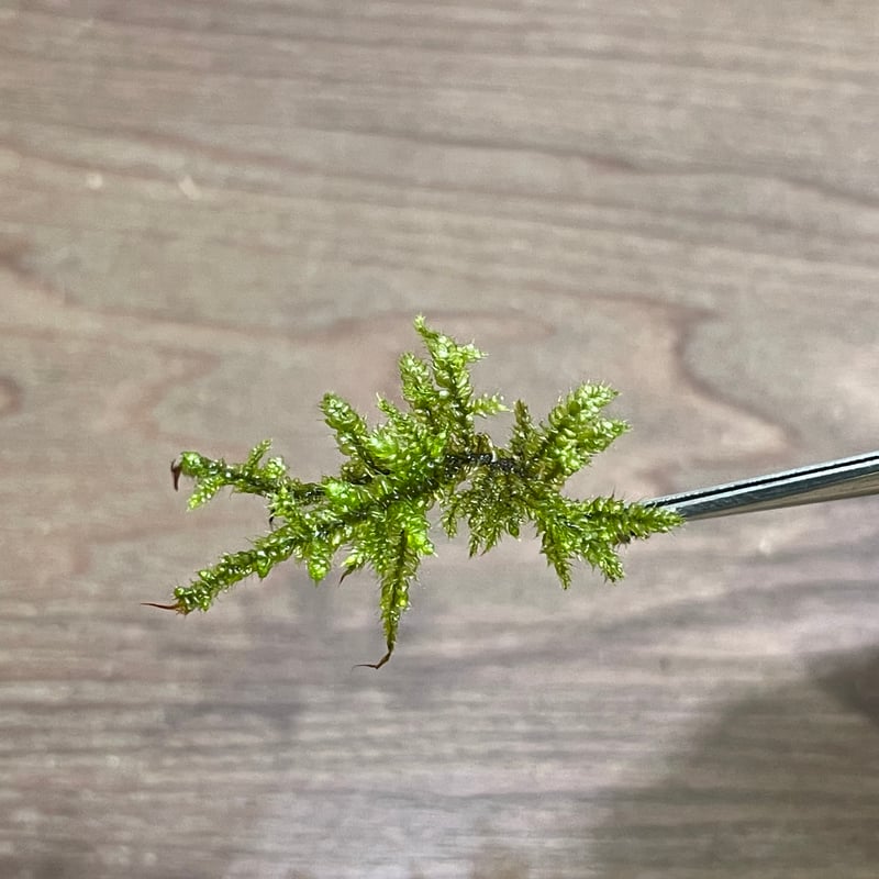 リュウビゴケ | moss-connect