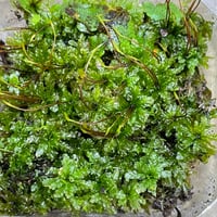 ツルチョウチンゴケ