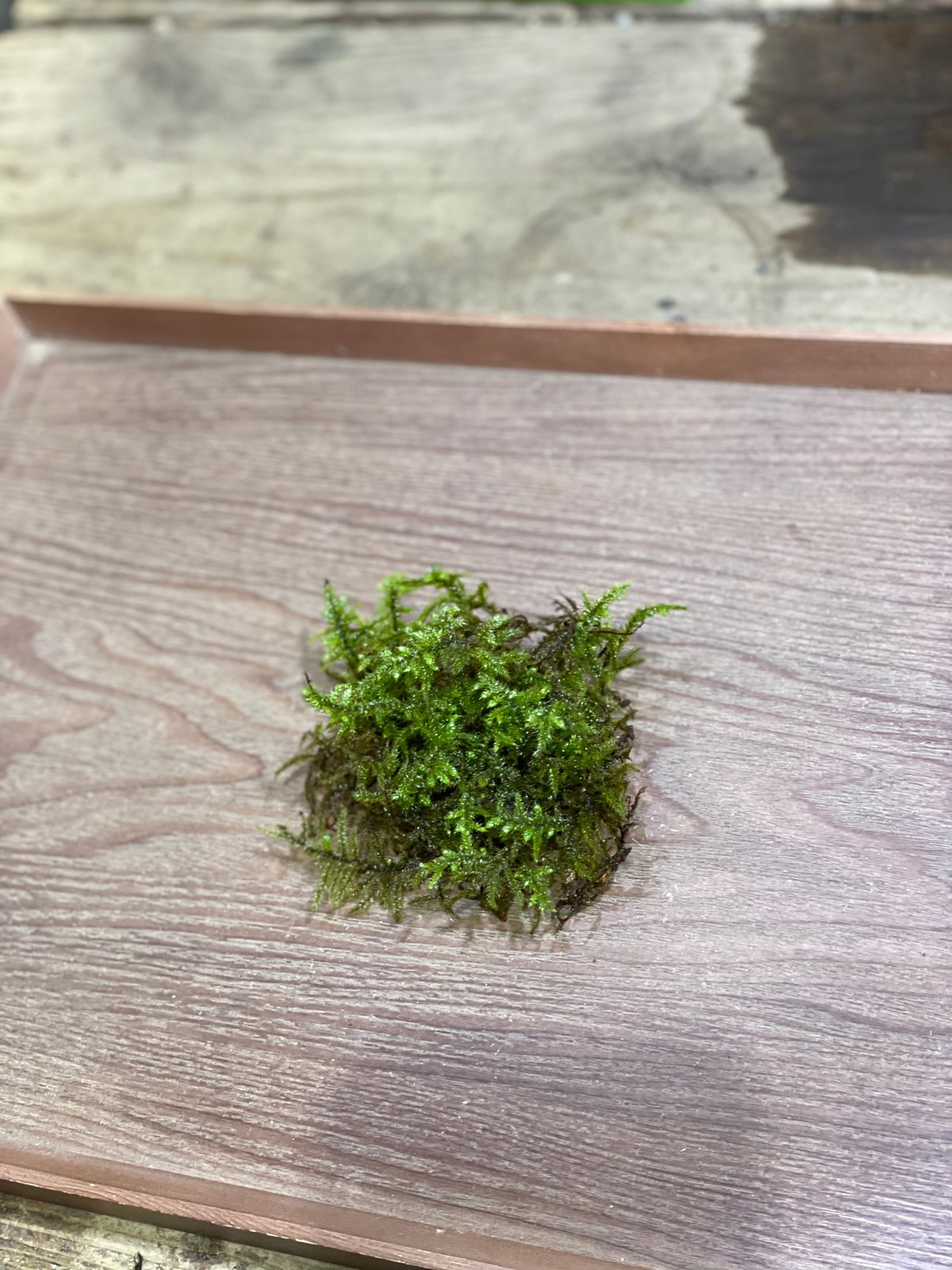 リュウビゴケ | moss-connect