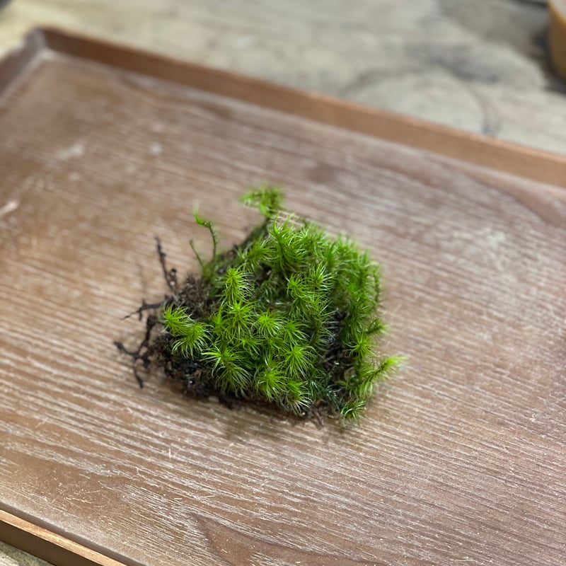 シッポゴケ | moss-connect