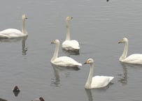 白鳥　XDA021_002_Lサイズ