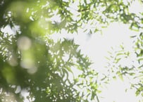 夏の緑　HDA0656_003_Lサイズ