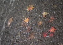 紅葉（滝ともみじ）HDA0336_010_Lサイズ