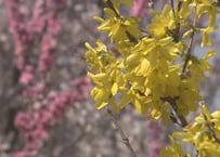 春の花　XDA010_005_Lサイズ
