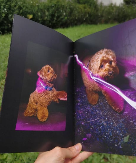 Illuminated Dogs