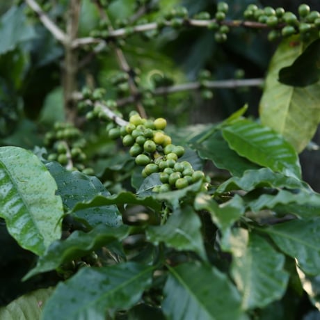 ディップスタイルコーヒー　グアテマラ　ウエウエテナンゴ ランチョカルメラ農園　5個
