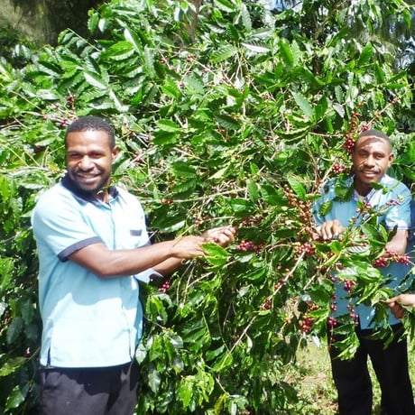ディップスタイルコーヒー　パプアニューギニア　ハセン農園 天空の森 修道院のコーヒー ウォッシュ　5個