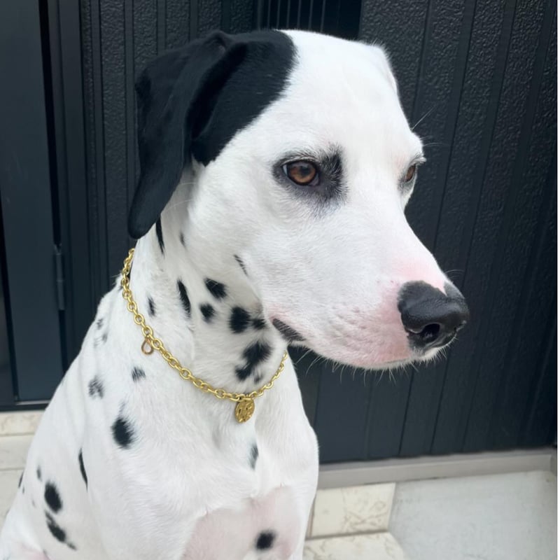 真鍮ドッグチョーカー fuldmåne（フルモォネ） | Hygge