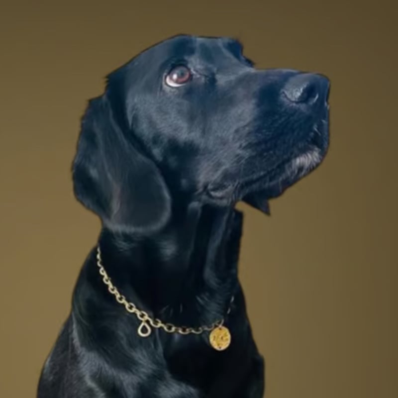 真鍮ドッグチョーカー fuldmåne（フルモォネ） | Hygge