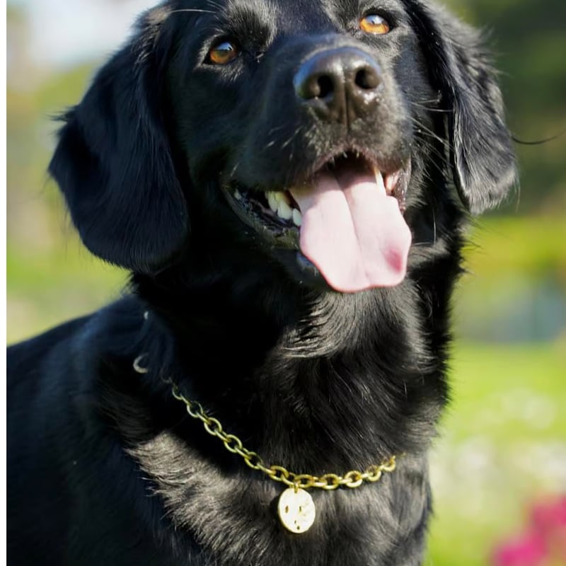 真鍮ドッグチョーカー fuldmåne（フルモォネ） | Hygge