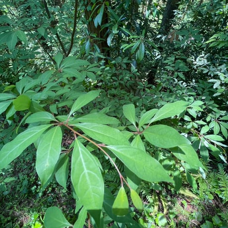 オーガニッククロモジ茶