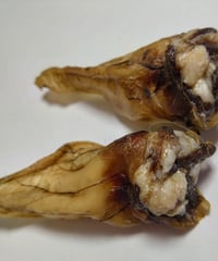 DentalChewing:VENISON EAR(Setof2)鹿耳2個セット
