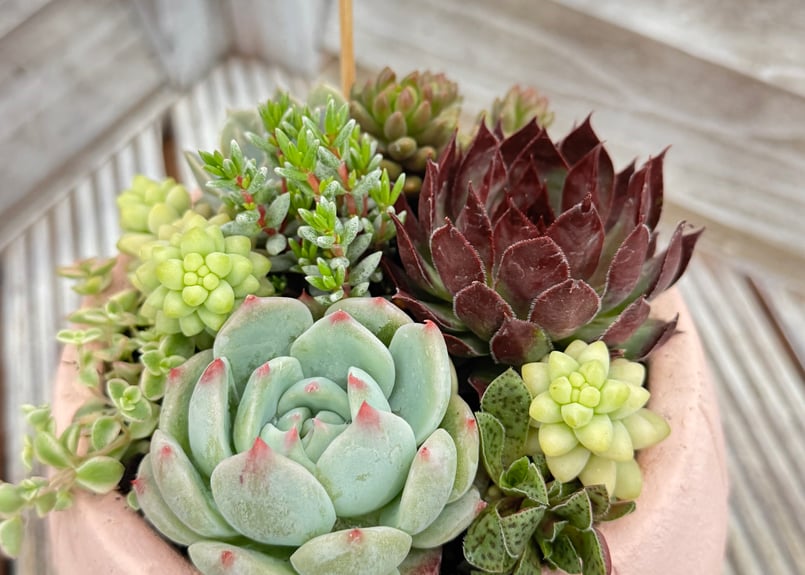 母の日プレゼント】多肉植物寄植え | かみだね繚花 母の日プレゼント】多肉植物寄植え | かみだね繚花