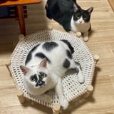 Little4cats_w