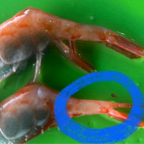 ☆海老篭漁（〆甘海老）☆  子持ち甘海老　　100尾