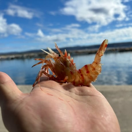 ☆海老篭漁獲れたて☆　鬼海老　5尾