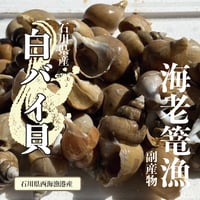☆海老篭漁副産物☆　白バイ貝　1Kg