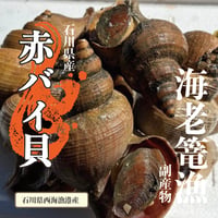 ☆海老篭漁副産物☆　赤バイ貝　1Kg(6個前後）