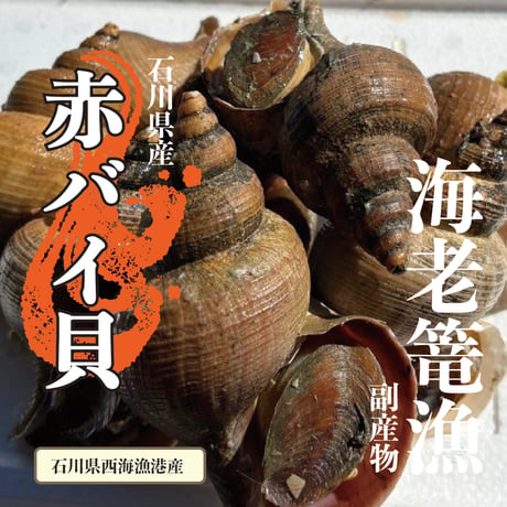 ☆海老篭漁副産物☆　赤バイ貝　1Kg(6個前後）