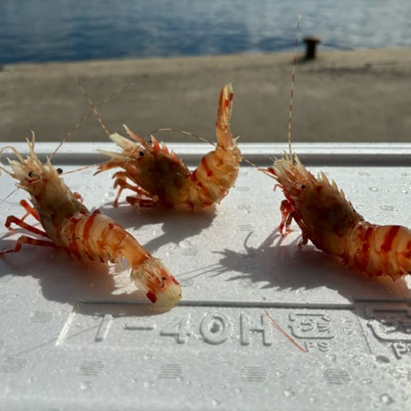 ☆海老篭漁獲れたて☆ 鬼海老 5尾 | 海翔丸水産