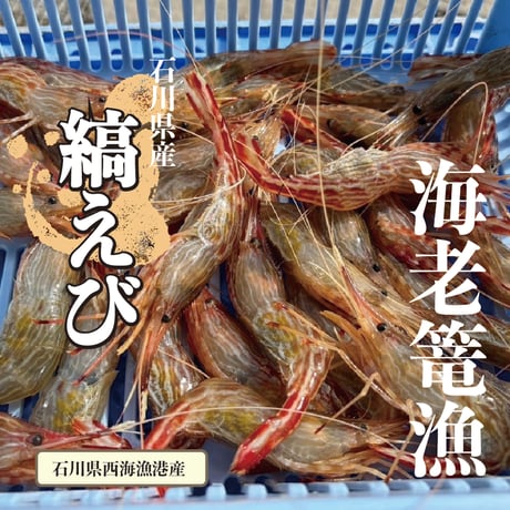 ☆海老篭漁獲れたて☆　縞海老　10尾