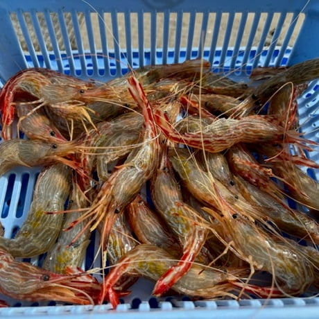 ☆海老篭漁獲れたて☆　縞海老　10尾