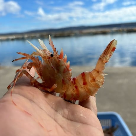 ☆海老篭漁獲れたて☆　鬼海老　5尾