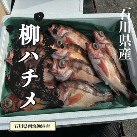 柳ハチメ（ウスメバル）