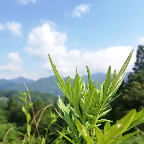 よもぎ茶　手摘み　乾燥　20g（５袋以上ご注文の方はこちらからお願い致します）　農薬不使用