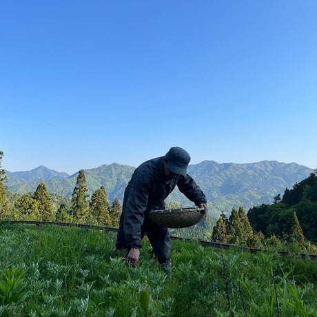 よもぎ茶　手摘み　乾燥　20g（５袋以上ご注文の方はこちらからお願い致します）　農薬不使用