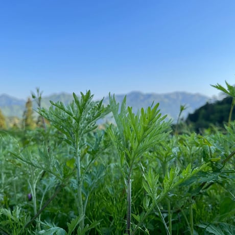 よもぎ茶　手摘み　乾燥　20g（５袋以上ご注文の方はこちらからお願い致します）　農薬不使用