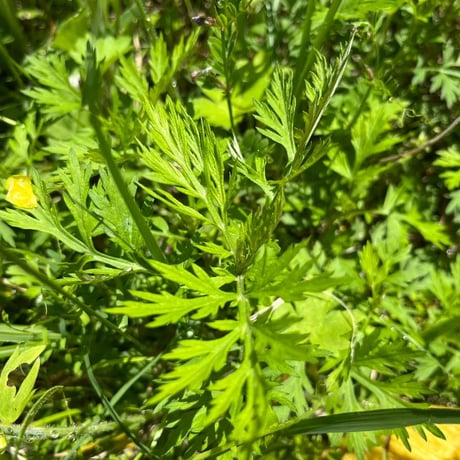 よもぎ茶　手摘み　乾燥　20g（５袋以上ご注文の方はこちらからお願い致します）　農薬不使用
