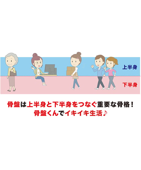 骨盤くん