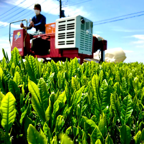 抹茶入り玄米茶(ティーバック)