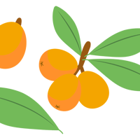 びわのイラスト素材・びわ祭り・夏の果物（png+jpg+eps）