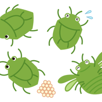 カメムシのかわいいイラストセット・フリー素材・昆虫（png+jpg+eps）