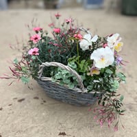 カゴ寄せ植え②