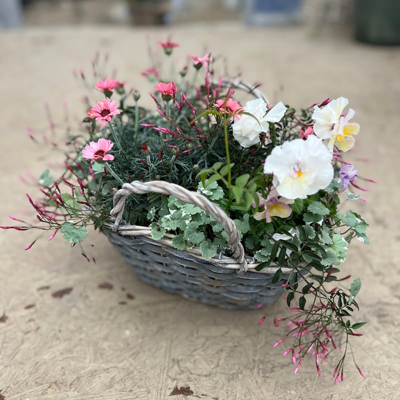 カゴ寄せ植え② | yama niwa