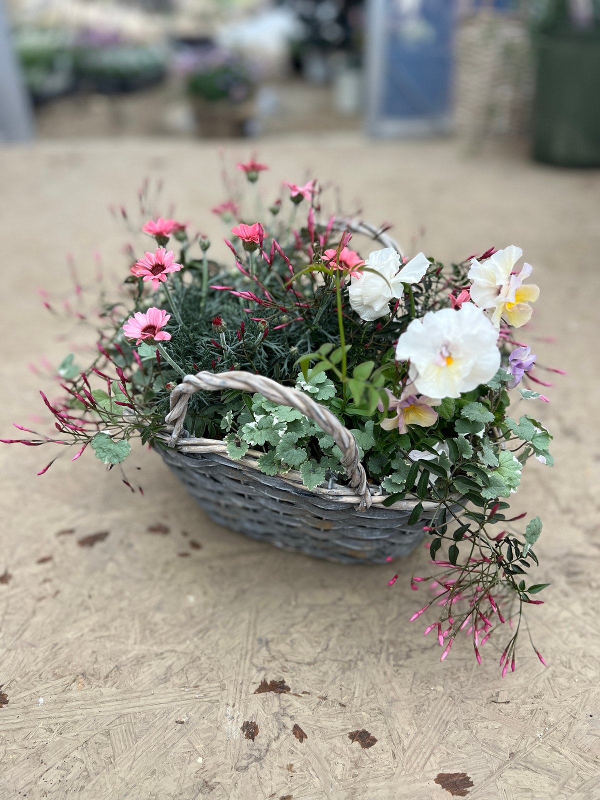 No.342 343　カネタロウ　寄せ植え　花 No.342 343 カネタロウ様専用 寄せ植え 花 生花