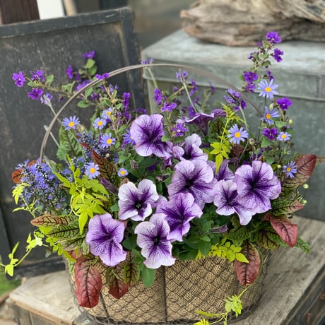 ワイヤーバスケットの寄せ植え