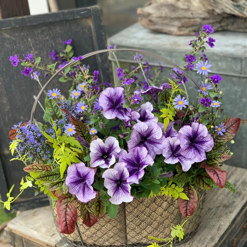 ワイヤーバスケットの寄せ植え | yama niwa