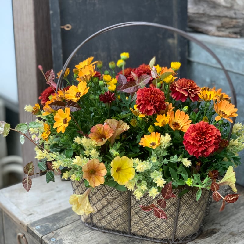 ワイヤーバスケットの寄せ植え | yama niwa