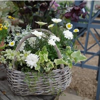 カゴ寄せ植え①