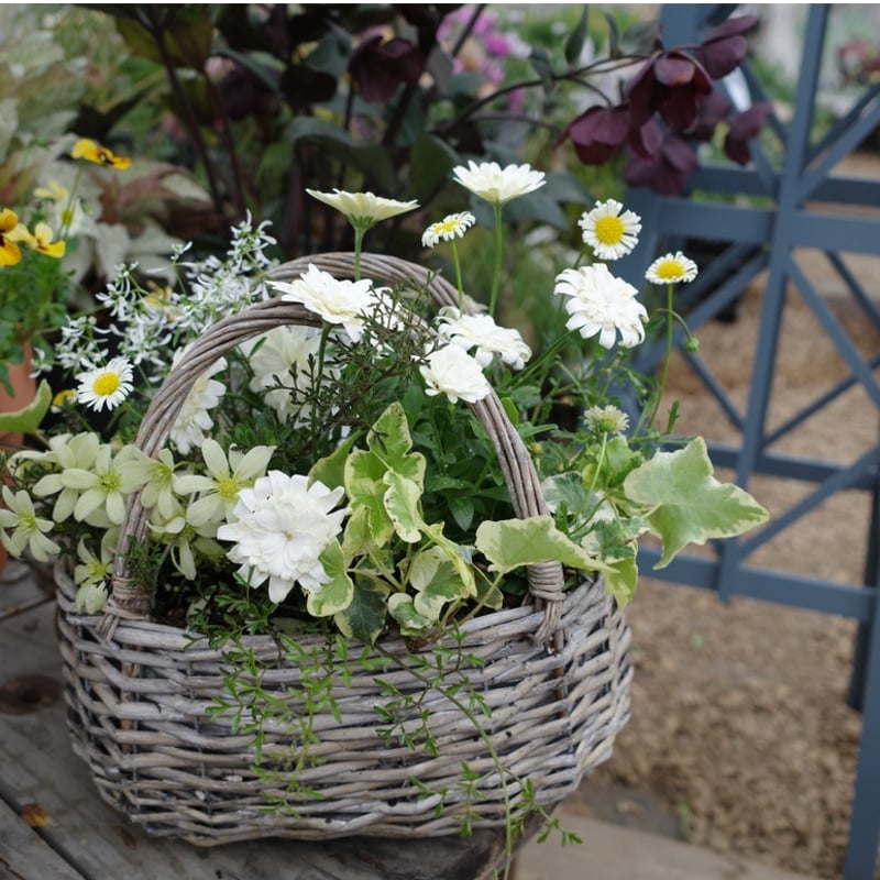 母の日　寄せ植え　多肉植物　寄せ植え　バスケット　☆ Amazon｜母の日 ギフト 母の日専用 季節の寄せ鉢 寄せカゴ お