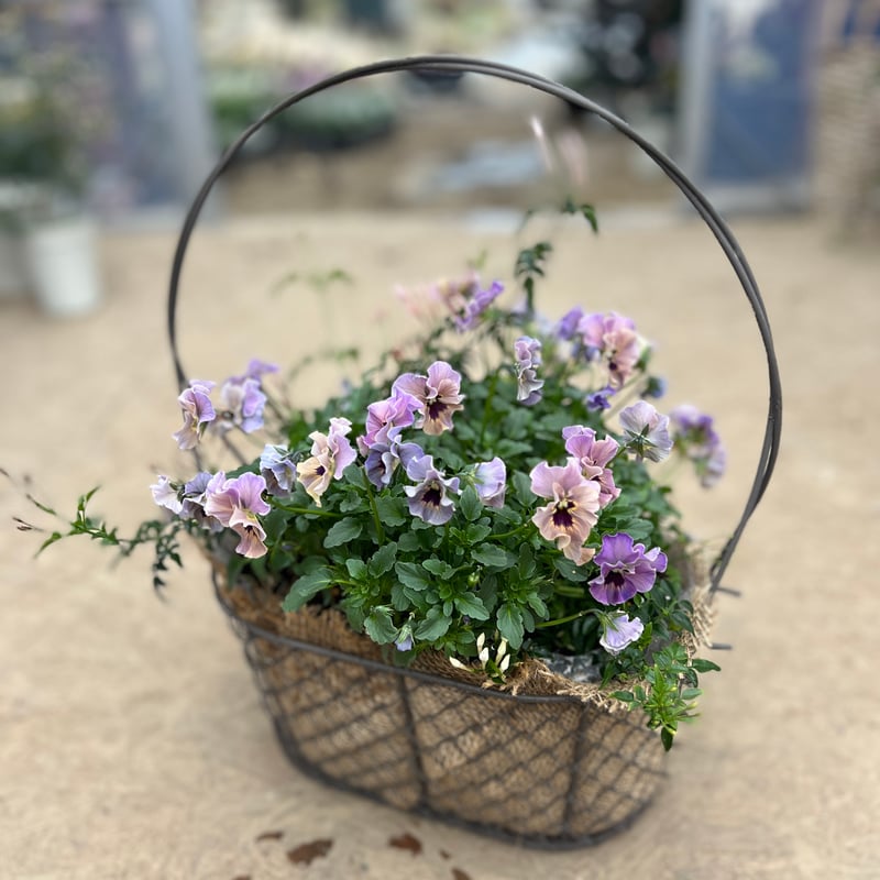 ワイヤーバスケットの寄せ植え | yama niwa